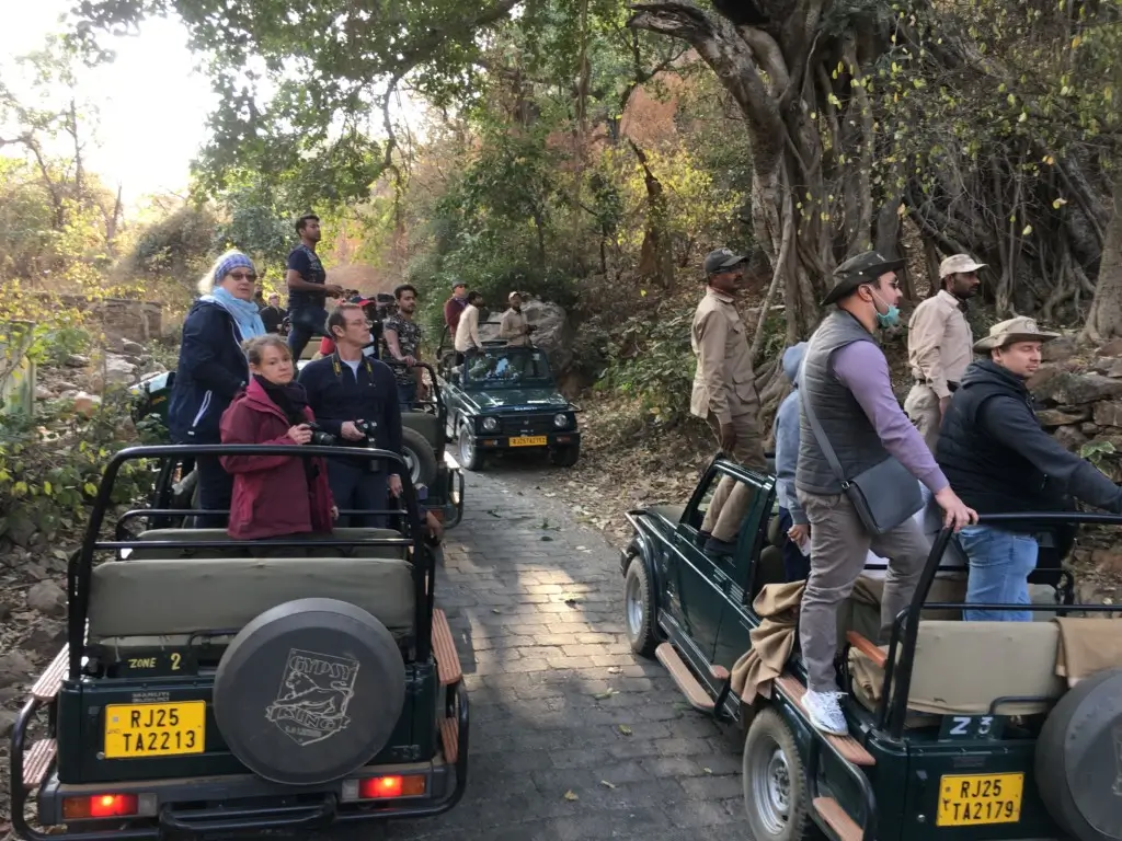 Group of tourists look into thick forest from open roofed cars. 